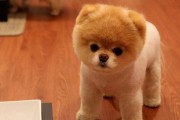 娱乐吃瓜酱精神抚慰犬,陪你度过欢乐时光的治愈伙伴